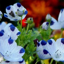 Схема вышивки «сказочные цветы»