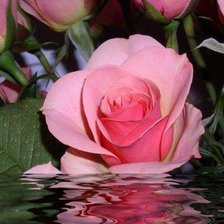 Схема вышивки «роза в воде»