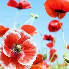 Схема вышивки «маки»