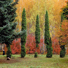 Схема вышивки «серия "осень"»