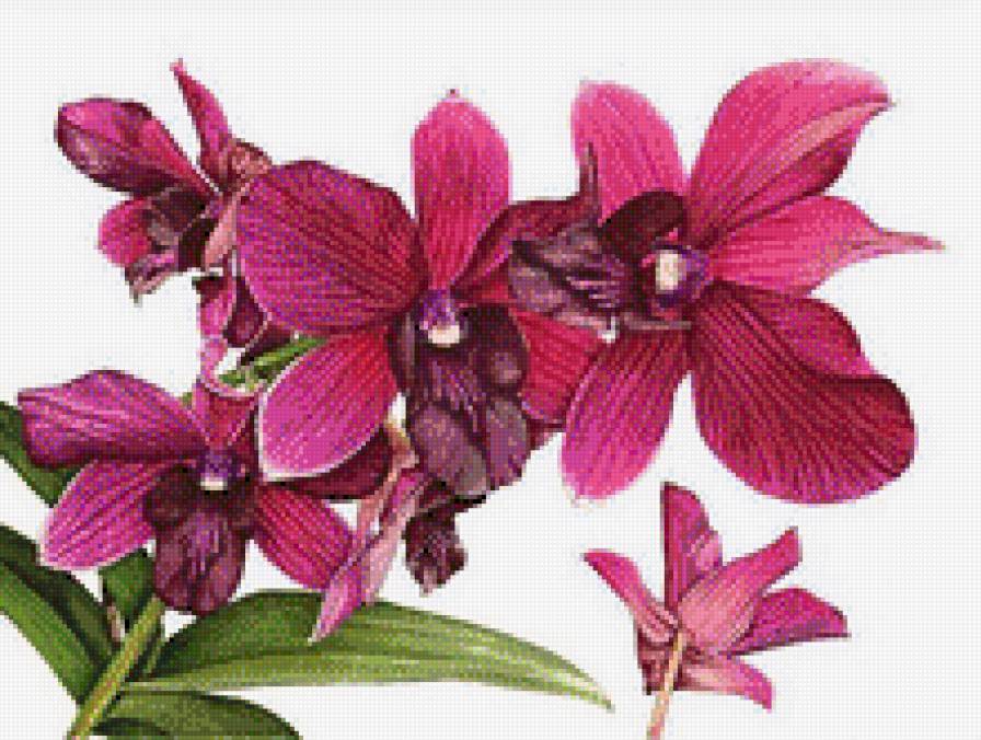 Орхидеи - цветы, орхидеи, растения - предпросмотр