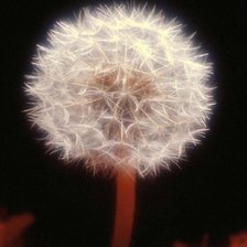 Схема вышивки «одуванчик1»