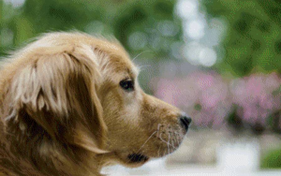 Спаниэль - собака - предпросмотр