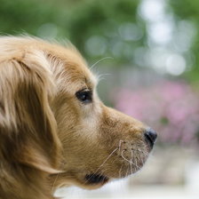 Схема вышивки «Спаниэль»