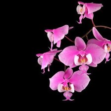 Схема вышивки «№633639»