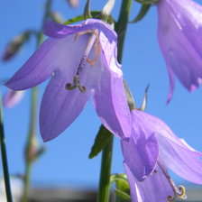 колокольчики