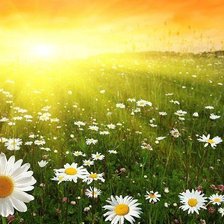 Схема вышивки «ромашковое поле»