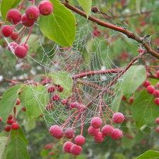 рябинка с паутинкой