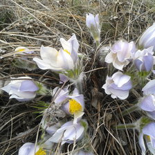 Схема вышивки «подснежники»