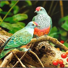 Схема вышивки «птицы на дереве»