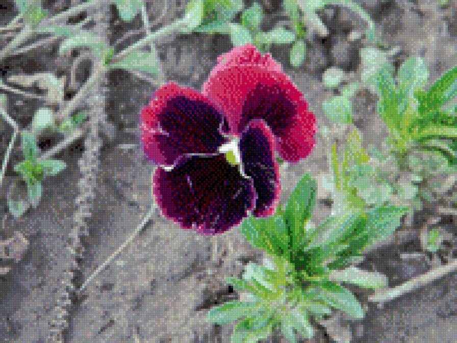 анютки - предпросмотр