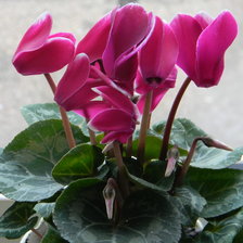 Схема вышивки «цикломен»