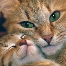 Схема вышивки «Кошкина нежность»