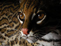 Схема вышивки «киса»