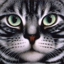 Схема вышивки «котэ»