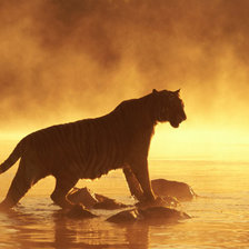 Схема вышивки «тигр на на закате»