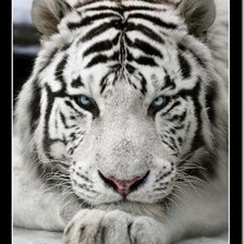 Схема вышивки «белый тигр»