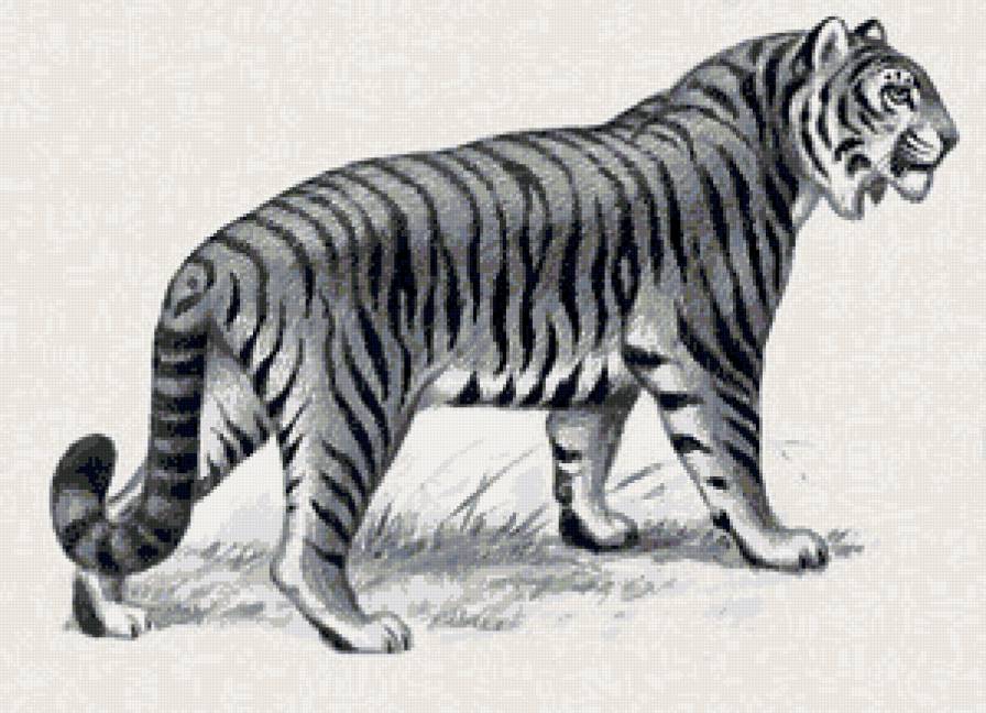 тигр - кошка, тигр, звери - предпросмотр