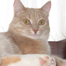 Схема вышивки «МОЙ ЛЮБИМЕЦ.»