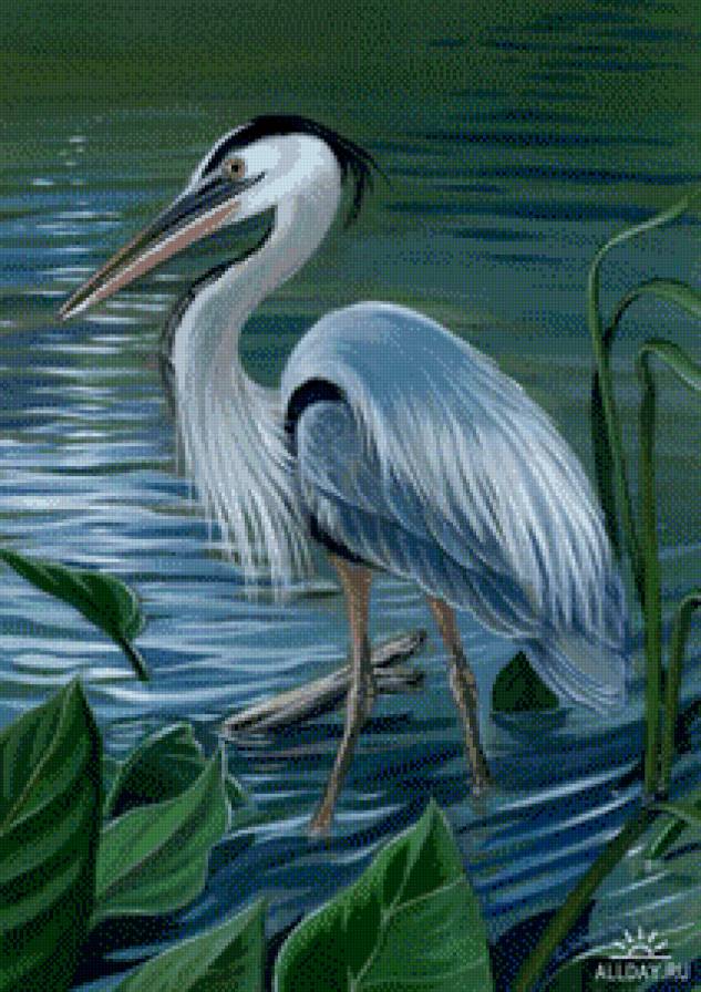 Цапля - река, птицы - предпросмотр