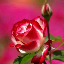 Схема вышивки «Роза»