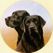 Схема вышивки «черные красавцы»