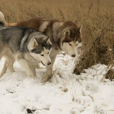 Схема вышивки «Питомцы»
