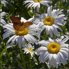 Схема вышивки «ромашки»