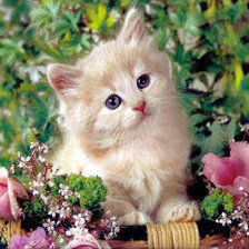 Схема вышивки «любительница прекрасного»