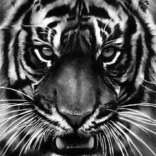 Схема вышивки «Тигр»