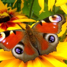 Схема вышивки «№634315»