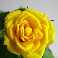 Схема вышивки «Роза»