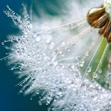 Схема вышивки «Одуванчик»