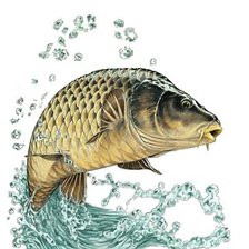 Схема вышивки «карп»