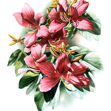 Схема вышивки «лилия»