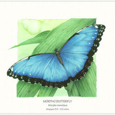 Схема вышивки «Бабочка»