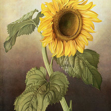 Схема вышивки «подсолнечник»