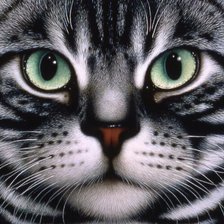 Схема вышивки «коте»