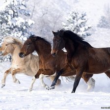 Схема вышивки «Лошади»