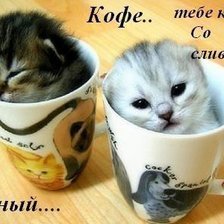 Схема вышивки «Котята в чашке»