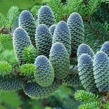 Схема вышивки «шишечки»