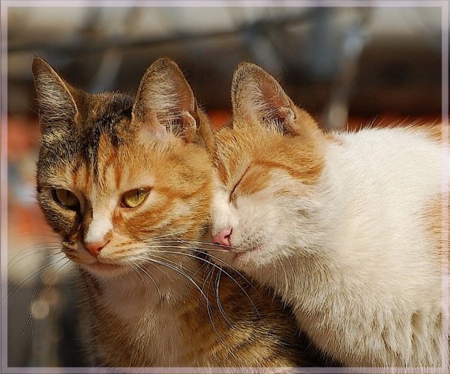 ну прости я больше не буду... - котики - оригинал