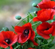 Схема вышивки «Маки»