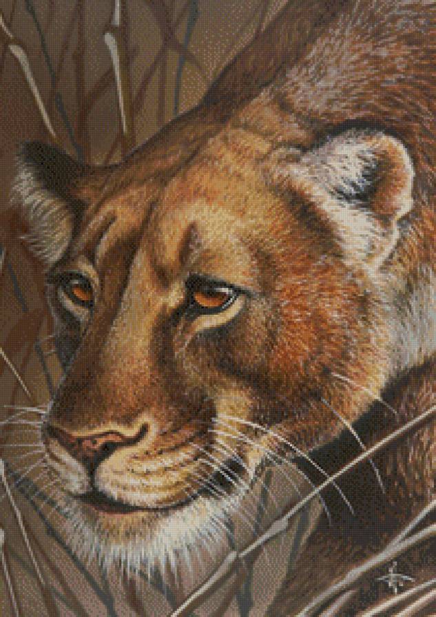 Львица - львы, животные - предпросмотр