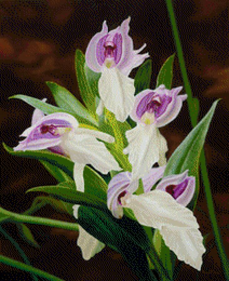 орхидеи - цветы - предпросмотр