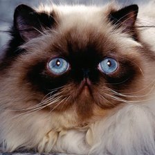 Схема вышивки «персик»