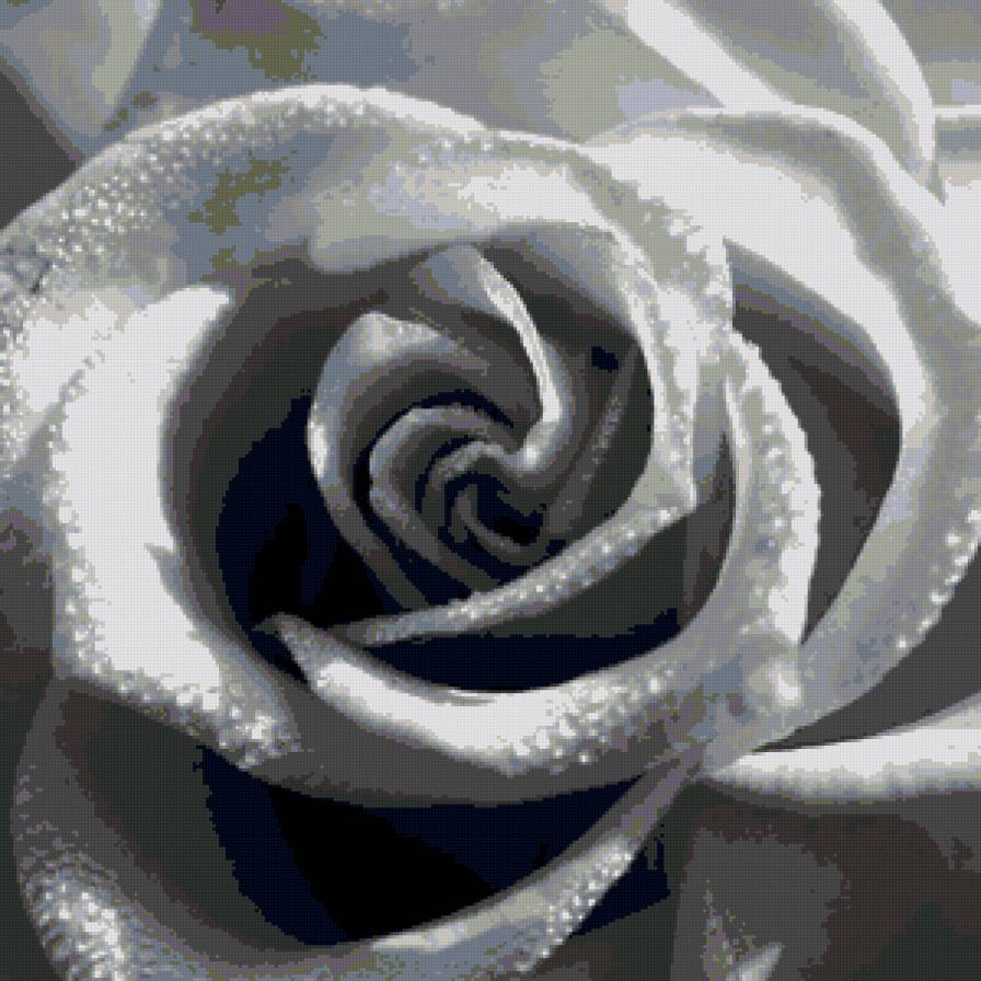 подушка роза - цветы, черно-белое, роза, подушка - предпросмотр