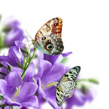 Схема вышивки «№635645»