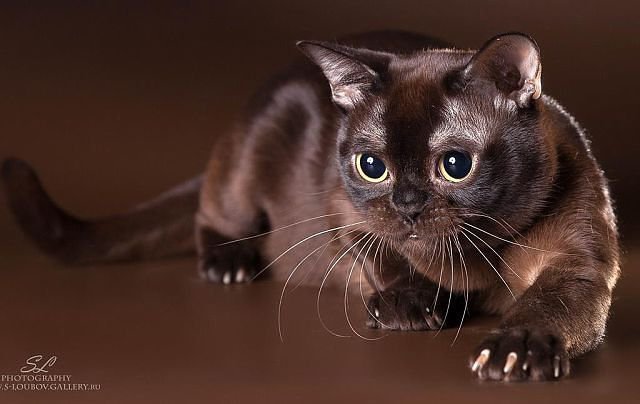 Котя - оригинал