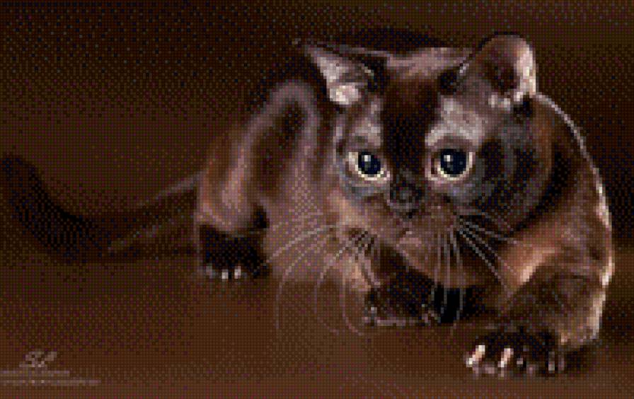 Котя - предпросмотр